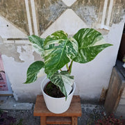 Monstera Deliciosa Albo Variegata (Konkrétny kus 5)