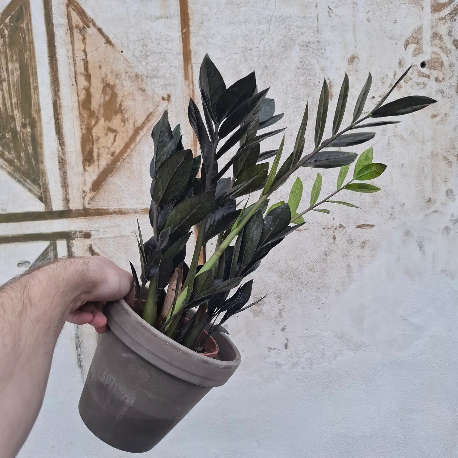 Zamioculcas Raven