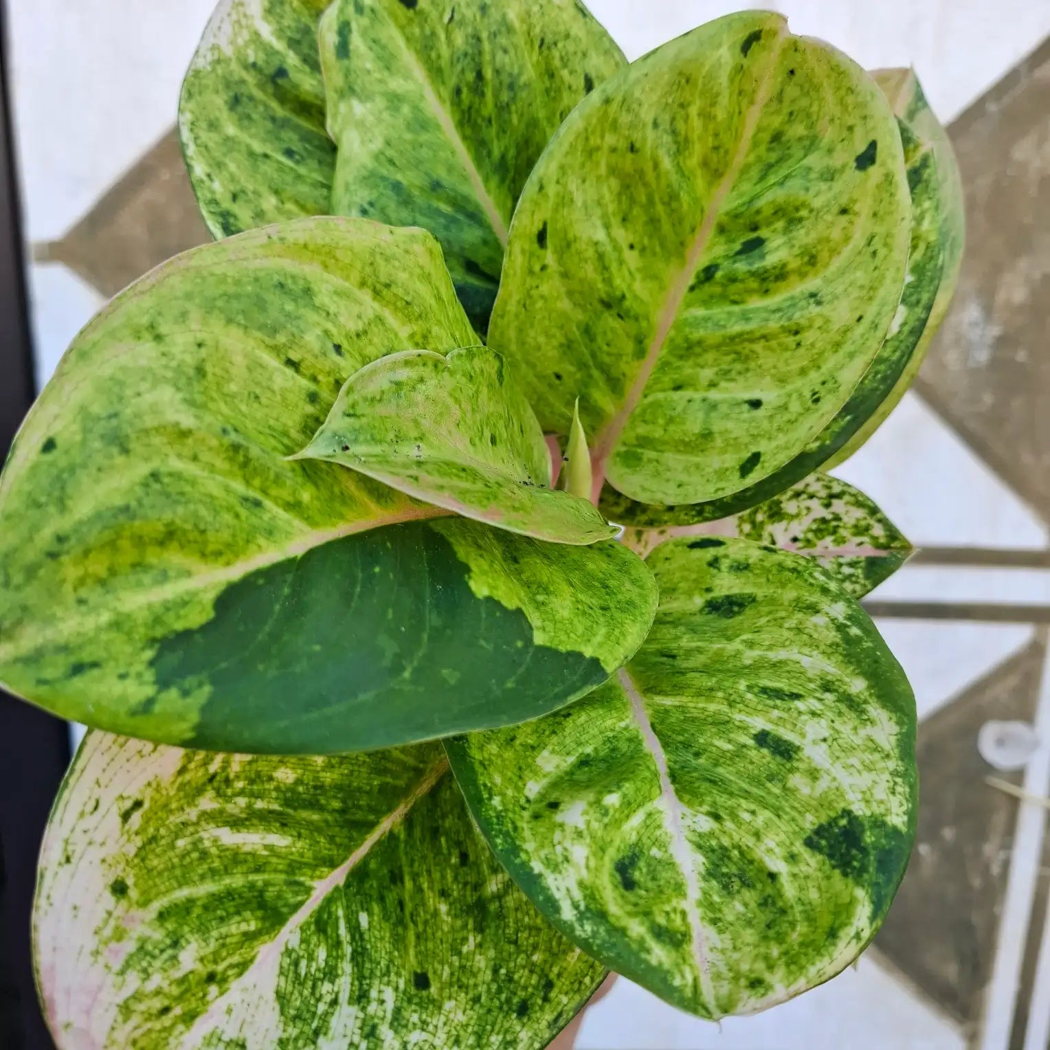 Aglaonema Apple Fantasy