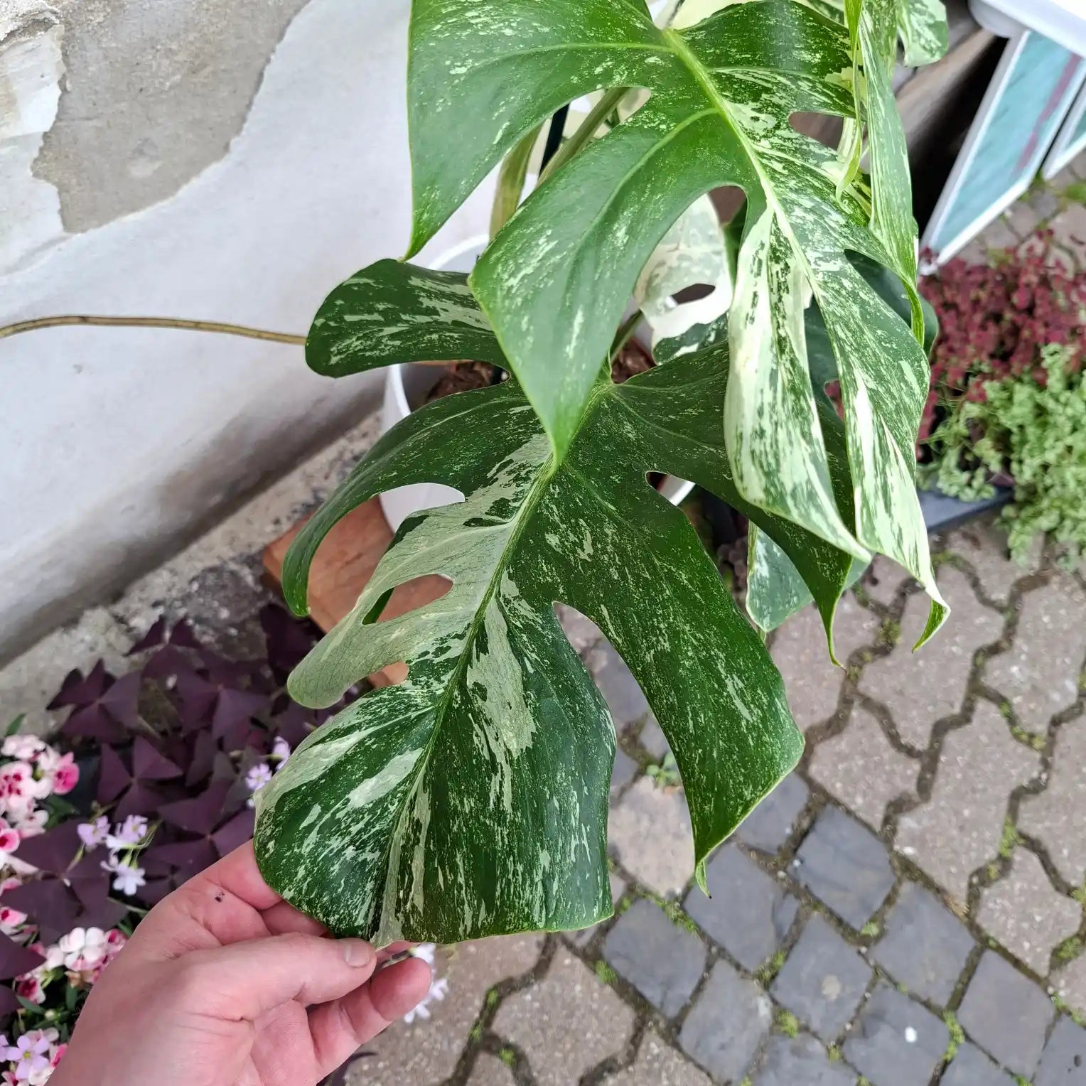 Monstera Deliciosa Albo Variegata (Konkrétny kus 2)