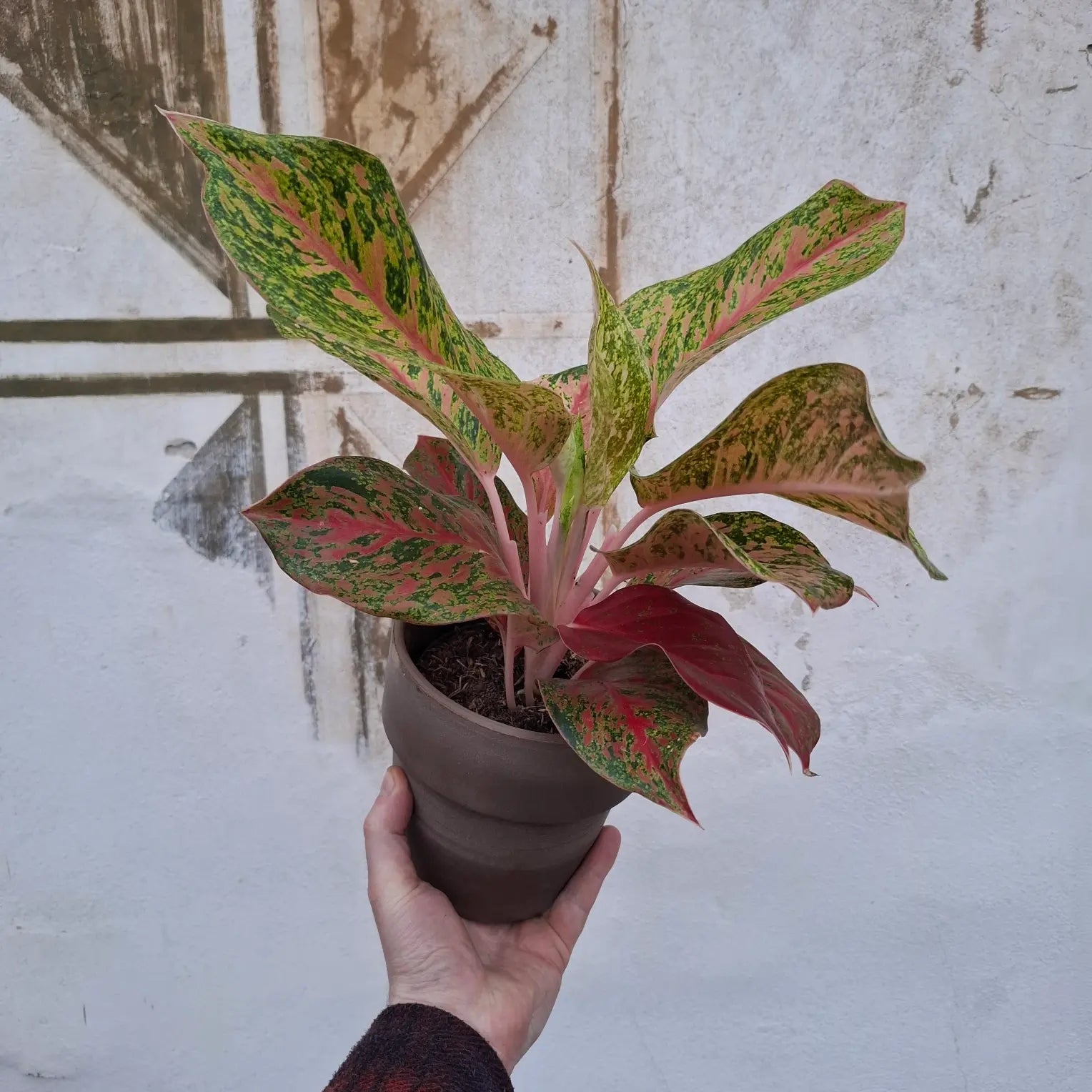 Aglaonema Painted Celebration