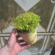 Sedum makinoi 'Kosmosje' Yellow
