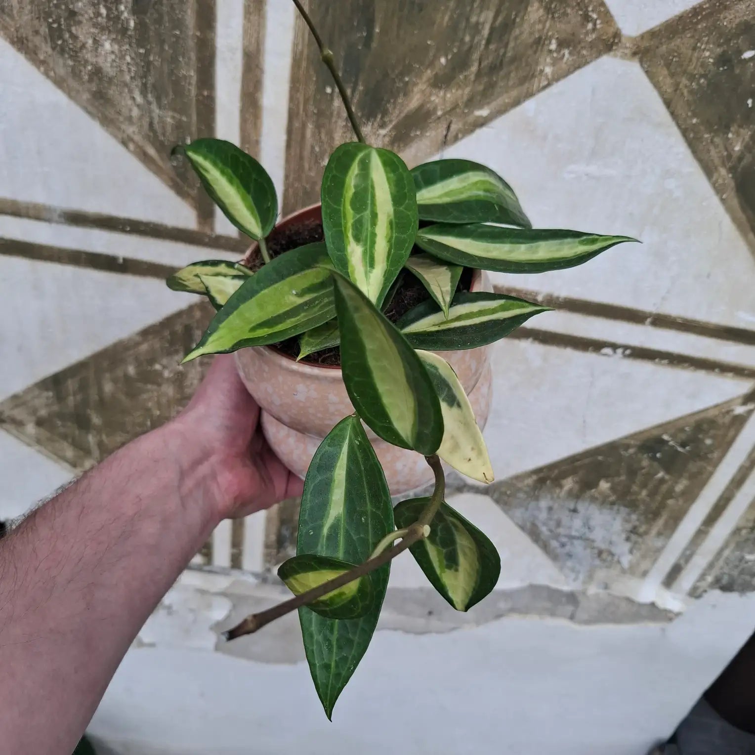 Hoya Macrophylla "Pot of Gold"