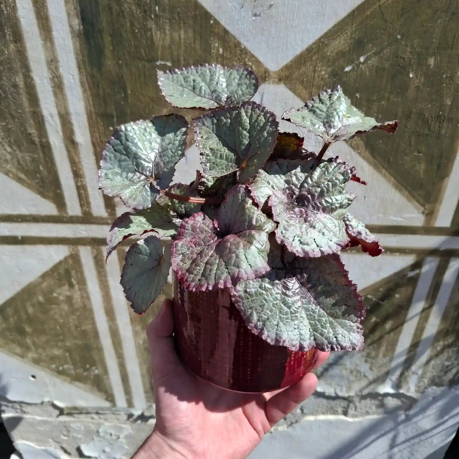 Begonia ‘Silver Dragon’