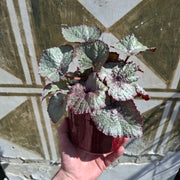 Begonia ‘Silver Dragon’