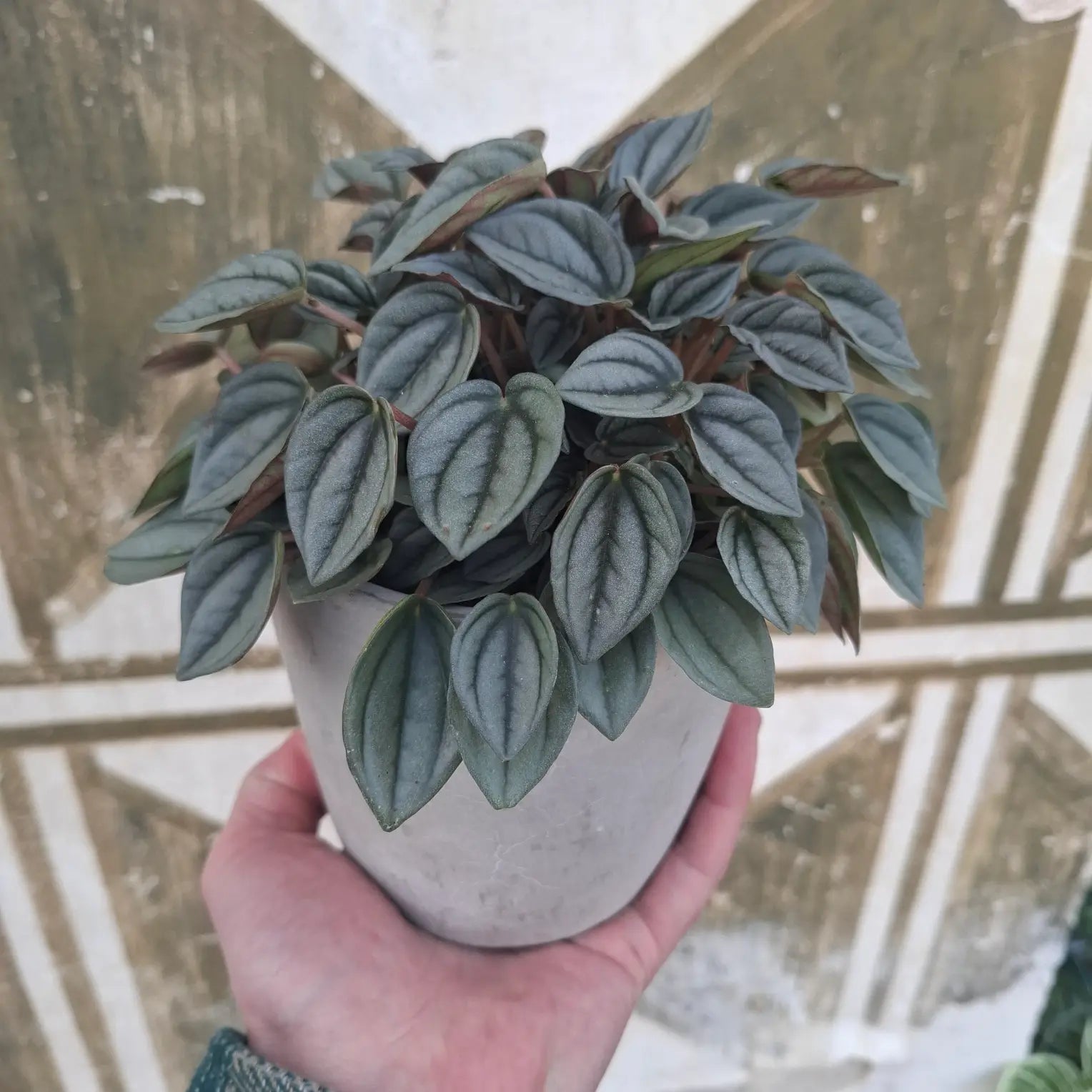 Peperomia Albovittata "Piccolo Banda"