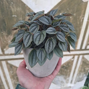 Peperomia Albovittata "Piccolo Banda"