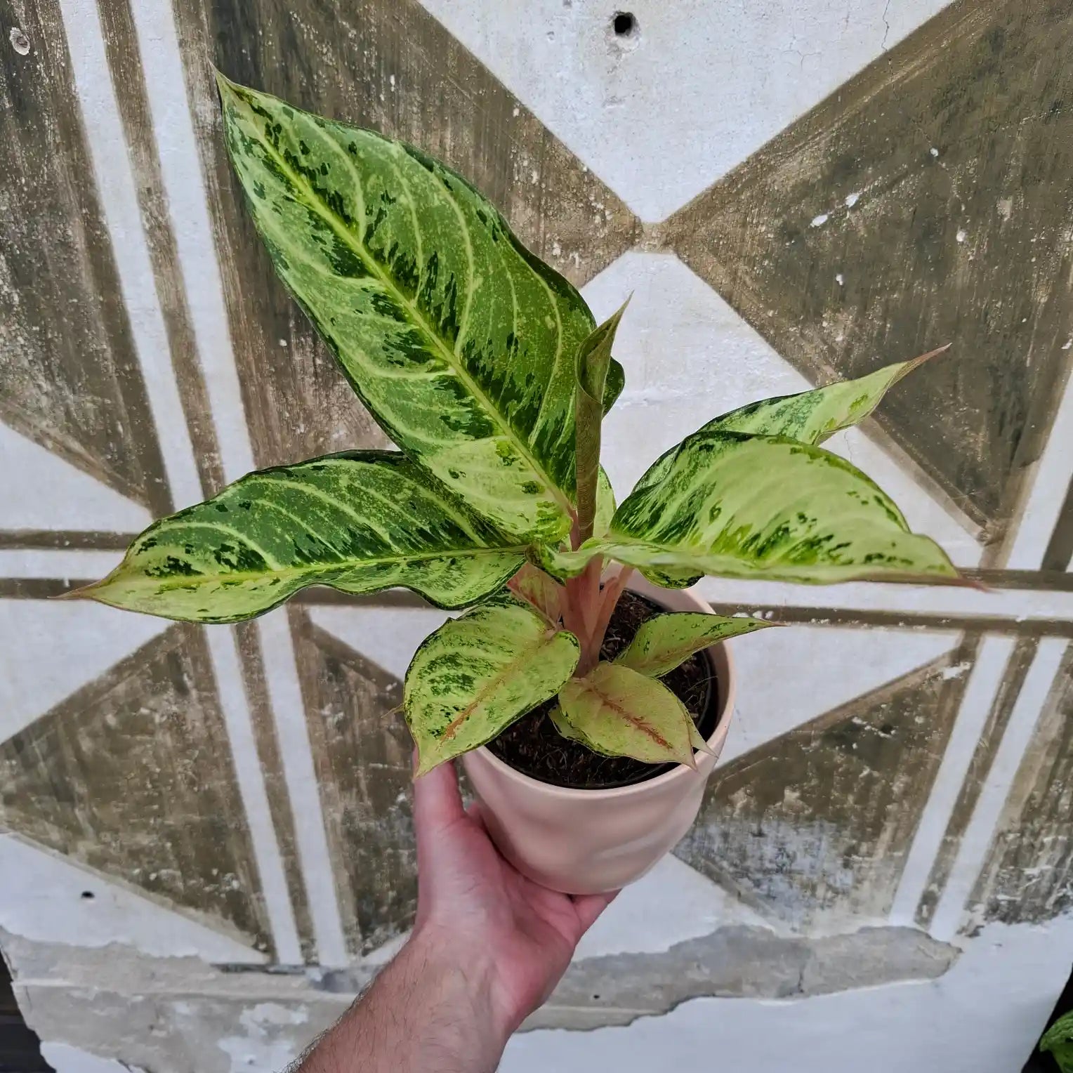 Aglaonema Chartreuse
