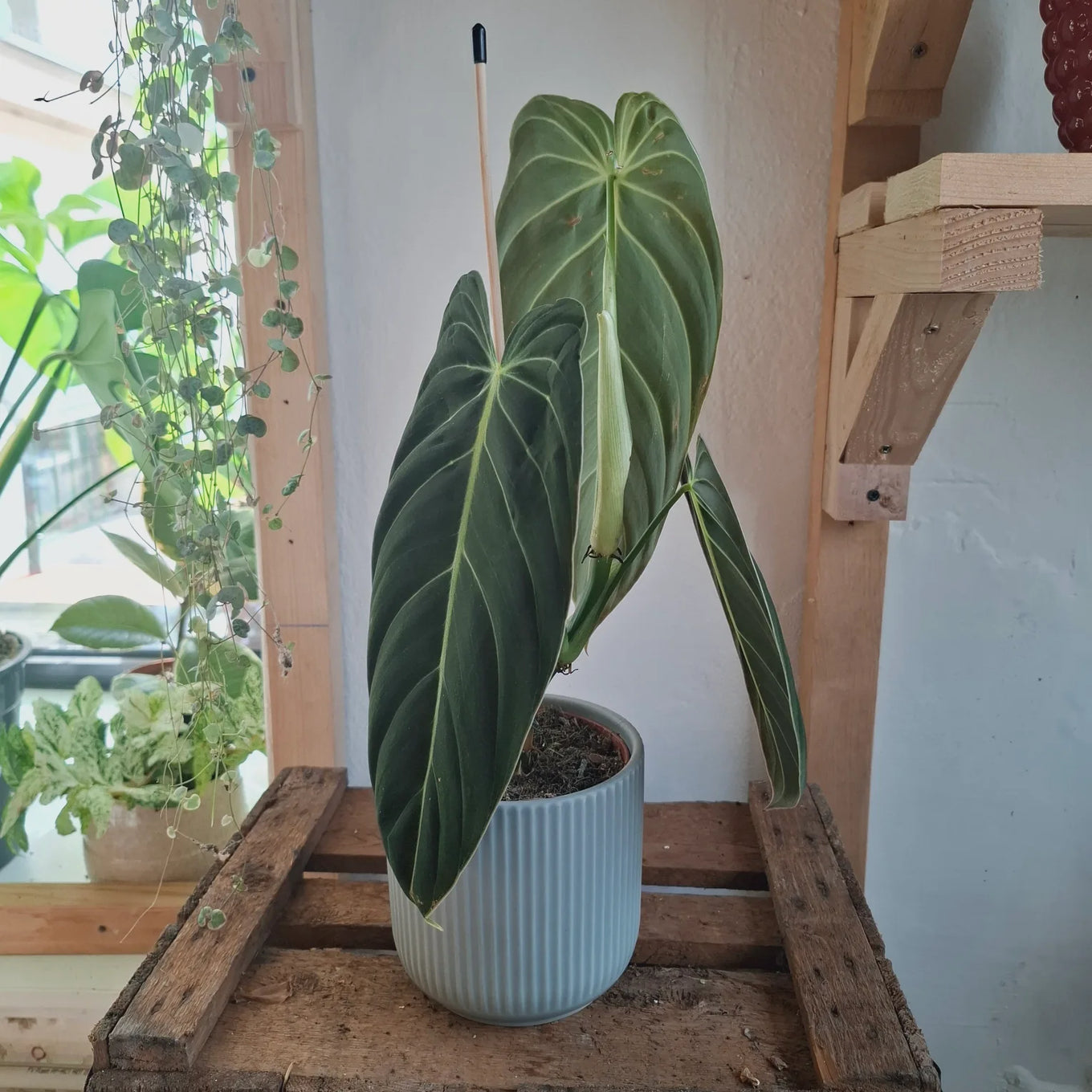 Philodendron Melanochrysum