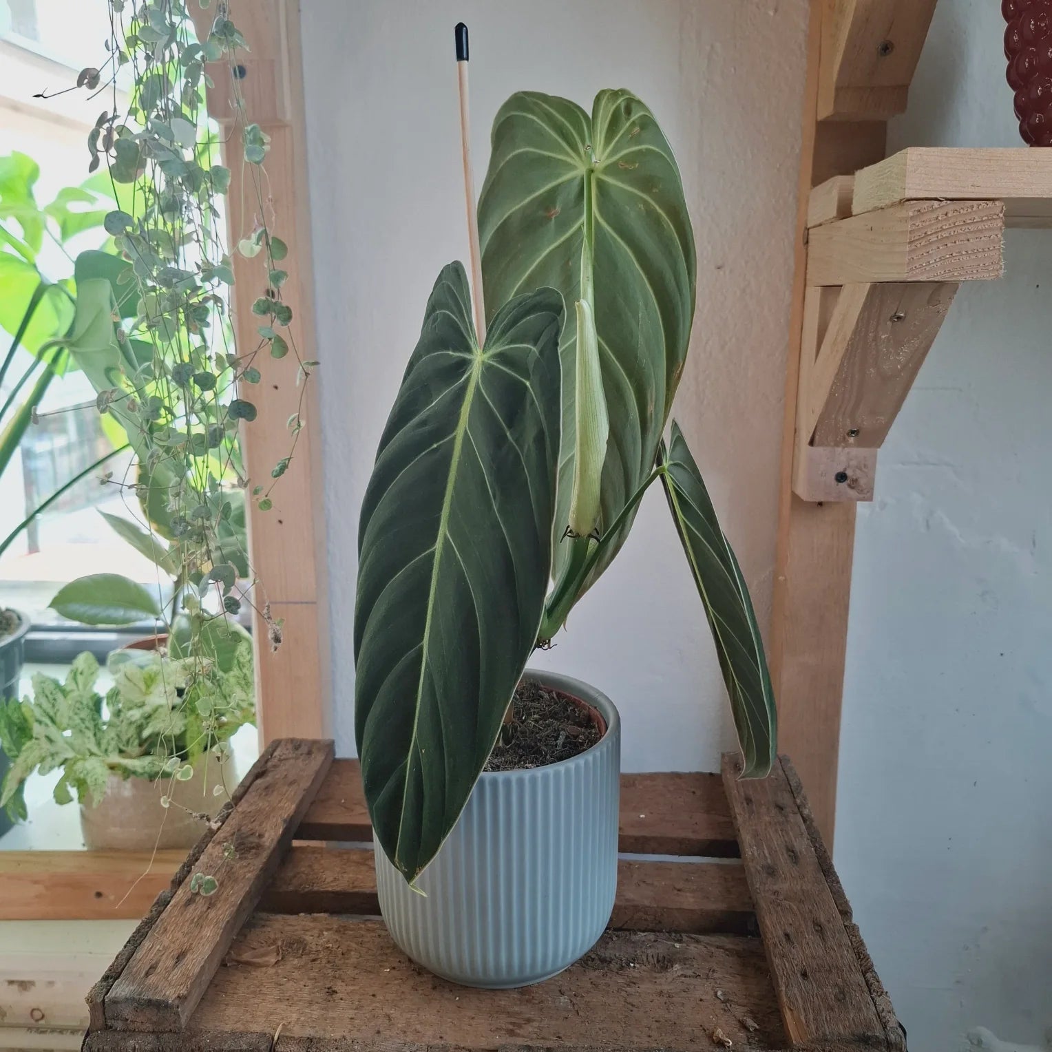 Philodendron Melanochrysum