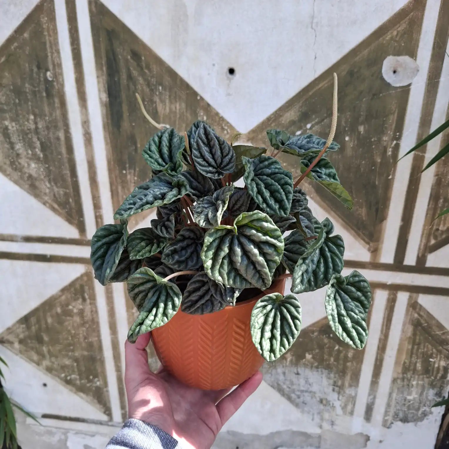 Peperomia Caperata "Lilian"