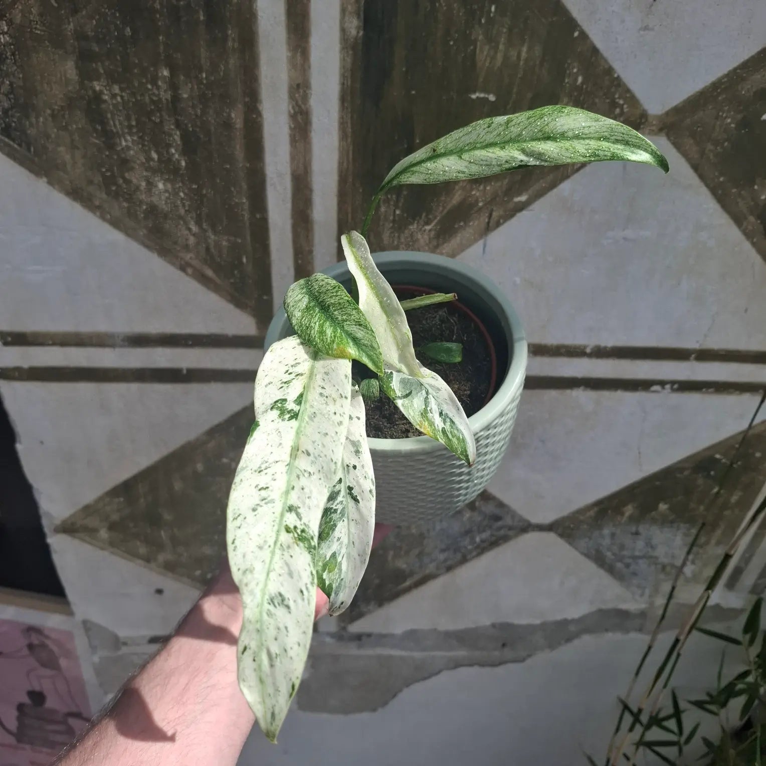 Rhaphidophora Puberula "Variegata"