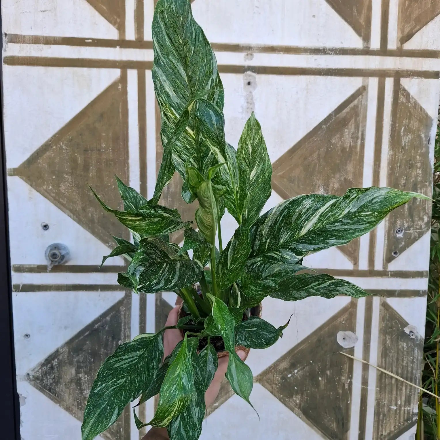 Spathiphyllum Diamond Variegata (Panašovaný lopatkovec)