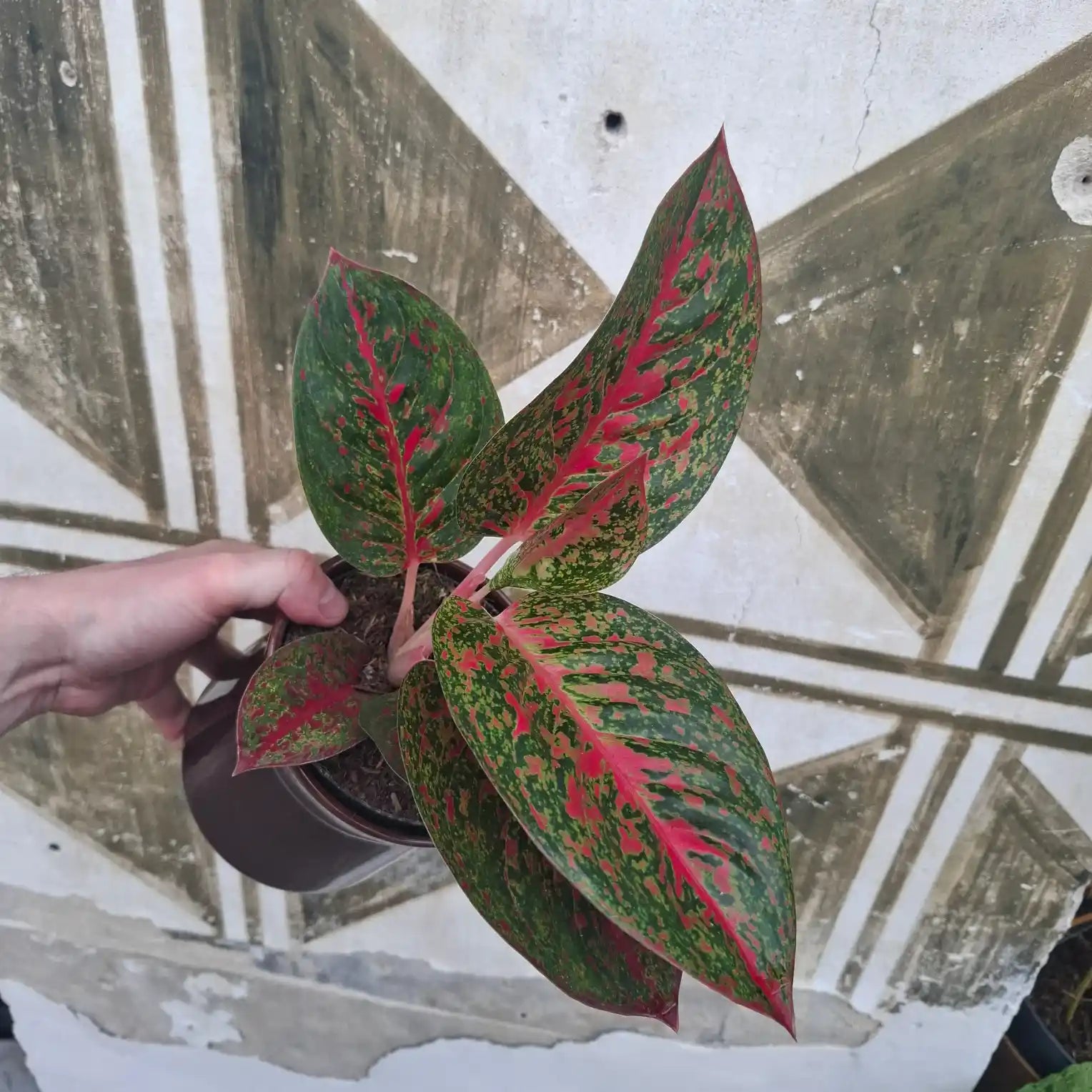 Aglaonema Red Peacock