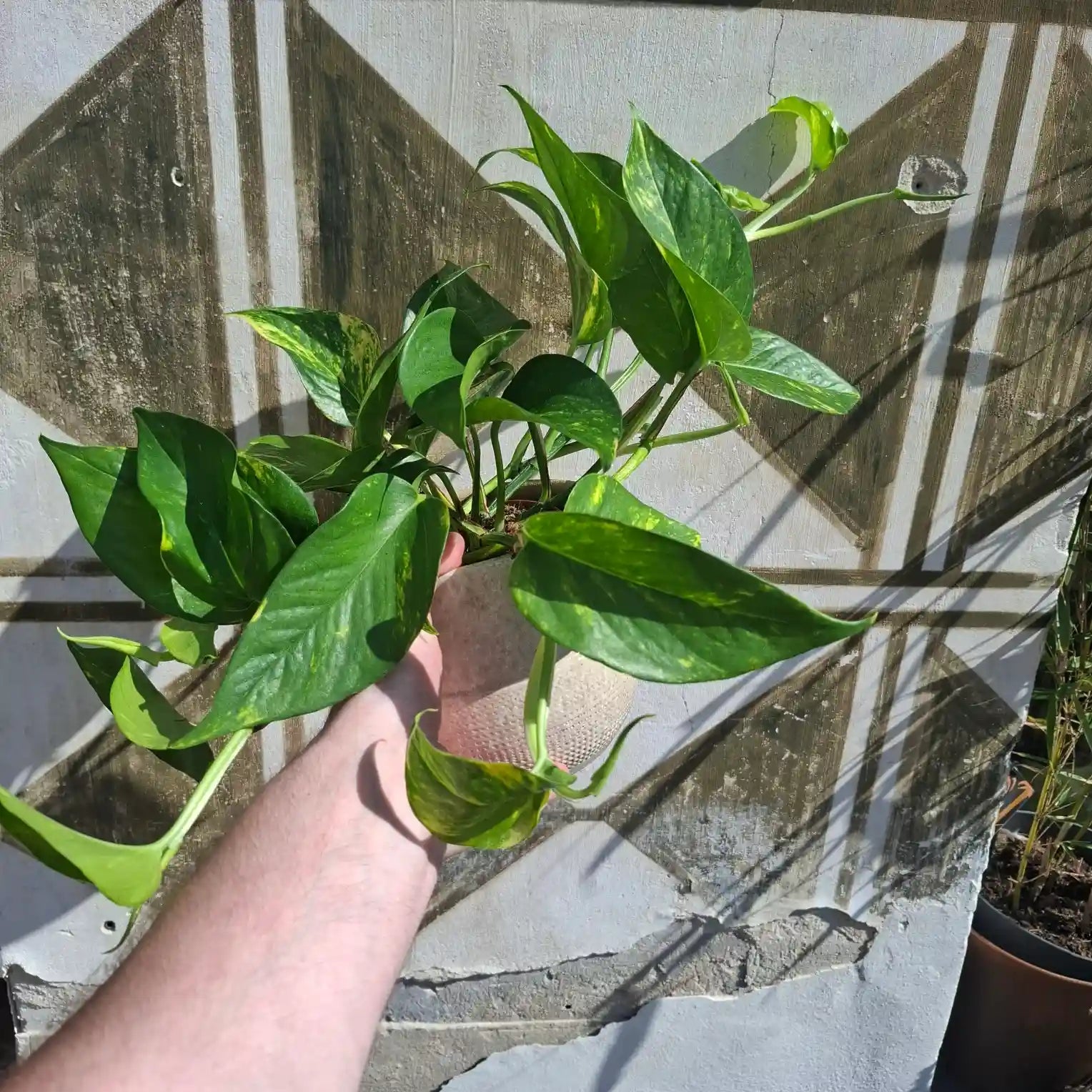Epipremnum Aureum