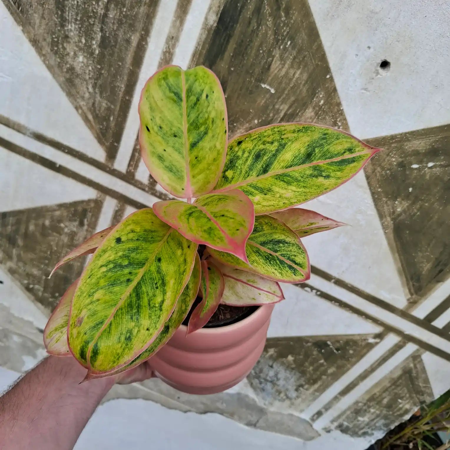 Aglaonema Salmon Fantasy