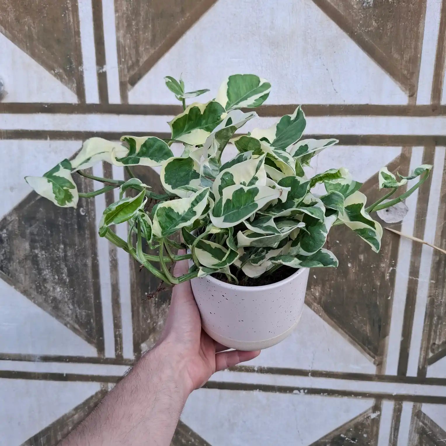 Epipremnum 'N'Joy'