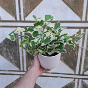 Epipremnum 'N'Joy'