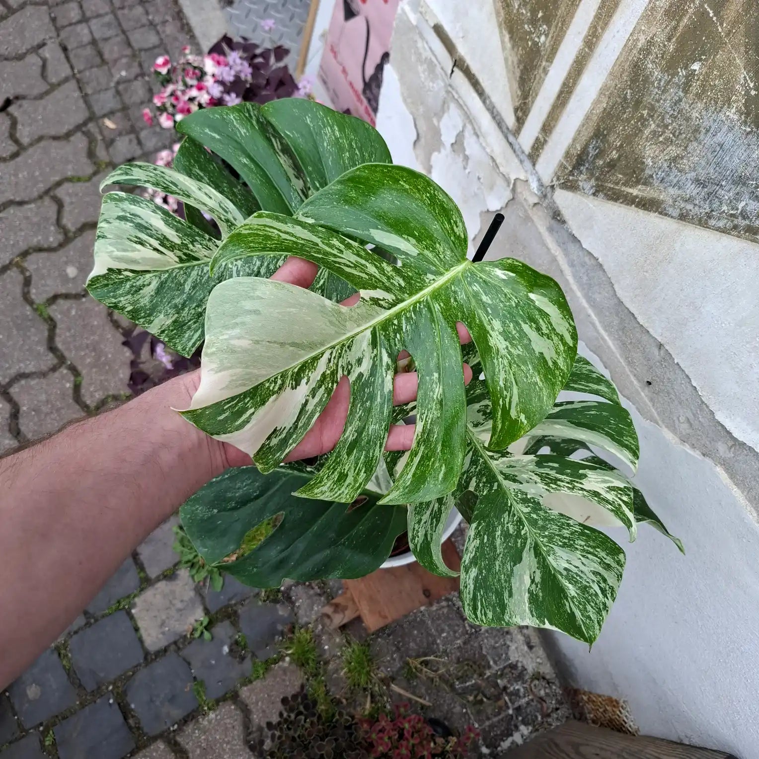 Monstera Deliciosa Albo Variegata (Konkrétny kus 2)