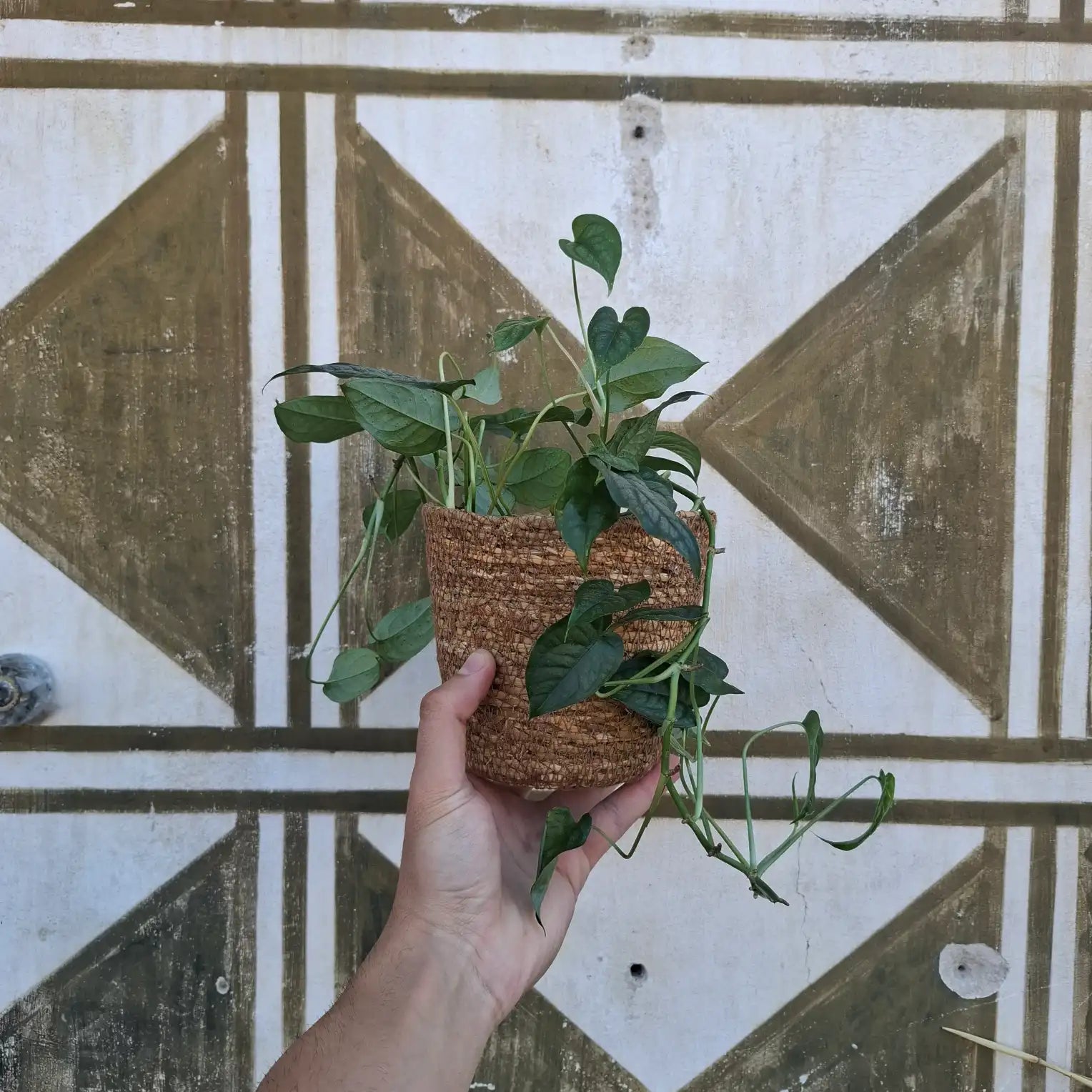 Monstera Siltepecana