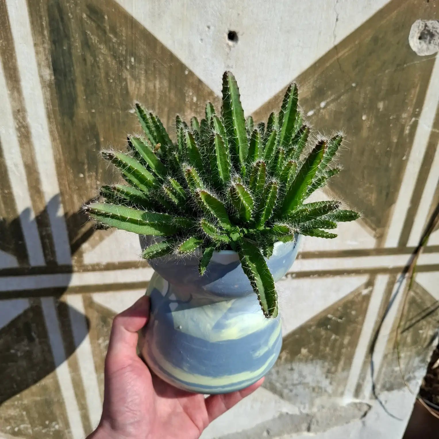 Hylocereus undatus (Dračie ovocie - Pitahaya)