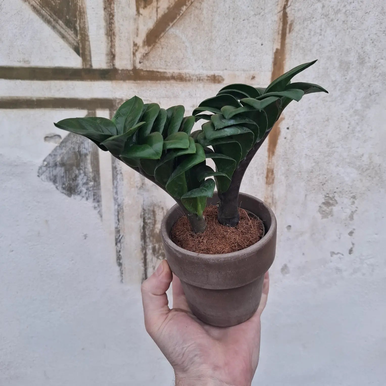 Zamioculcas Zenzi
