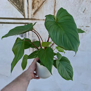 Homalomena rubescens 'Maggy'