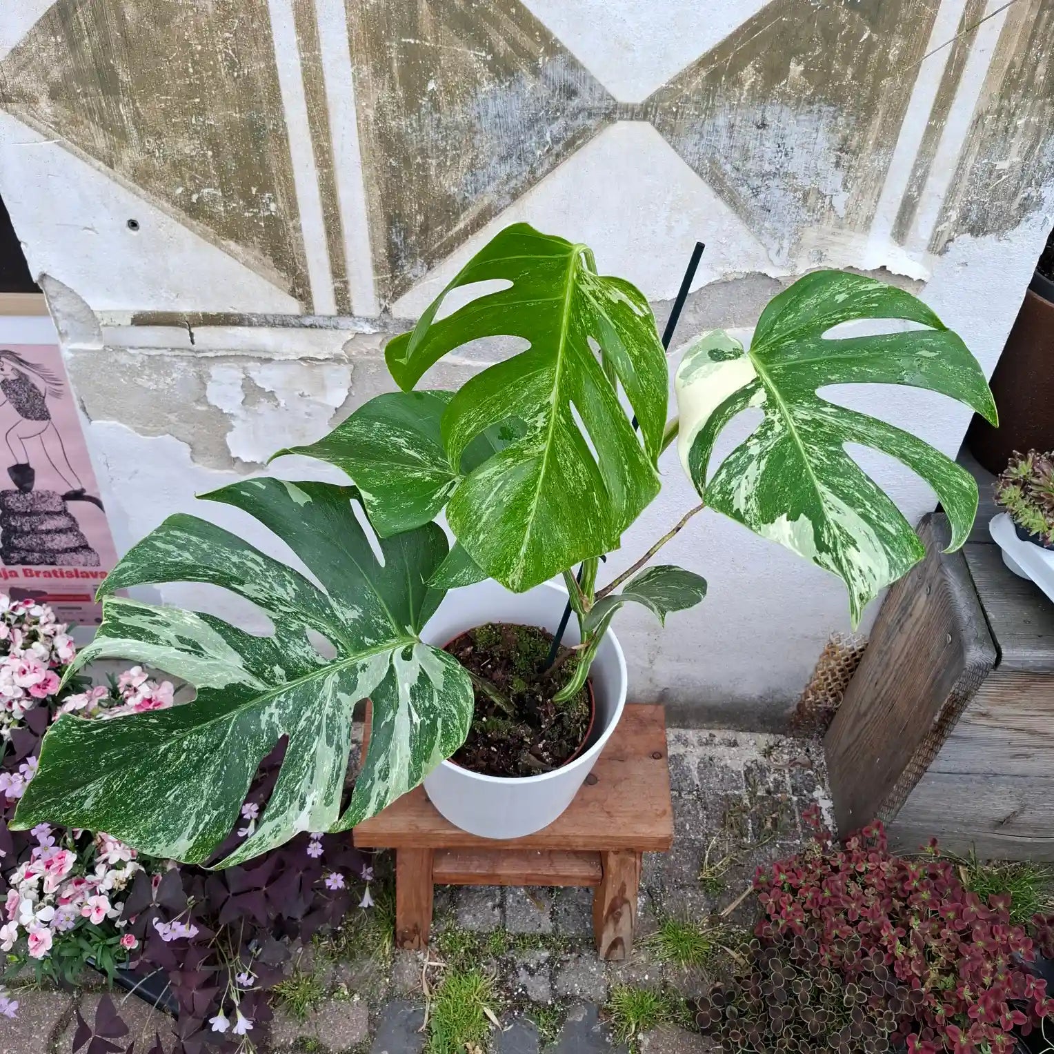 Monstera Deliciosa Albo Variegata (Konkrétny kus 1)