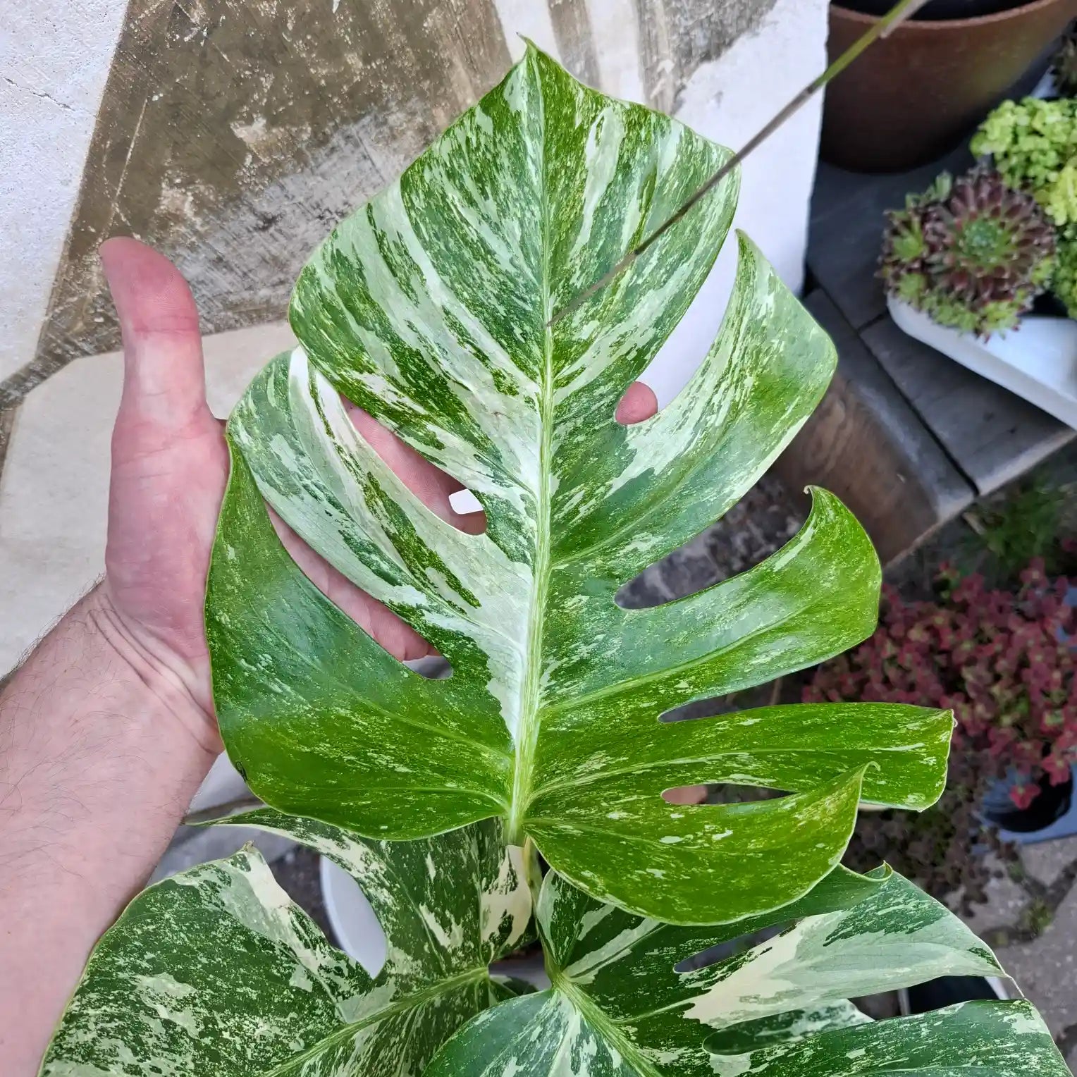 Monstera Deliciosa Albo Variegata (Konkrétny kus 4)