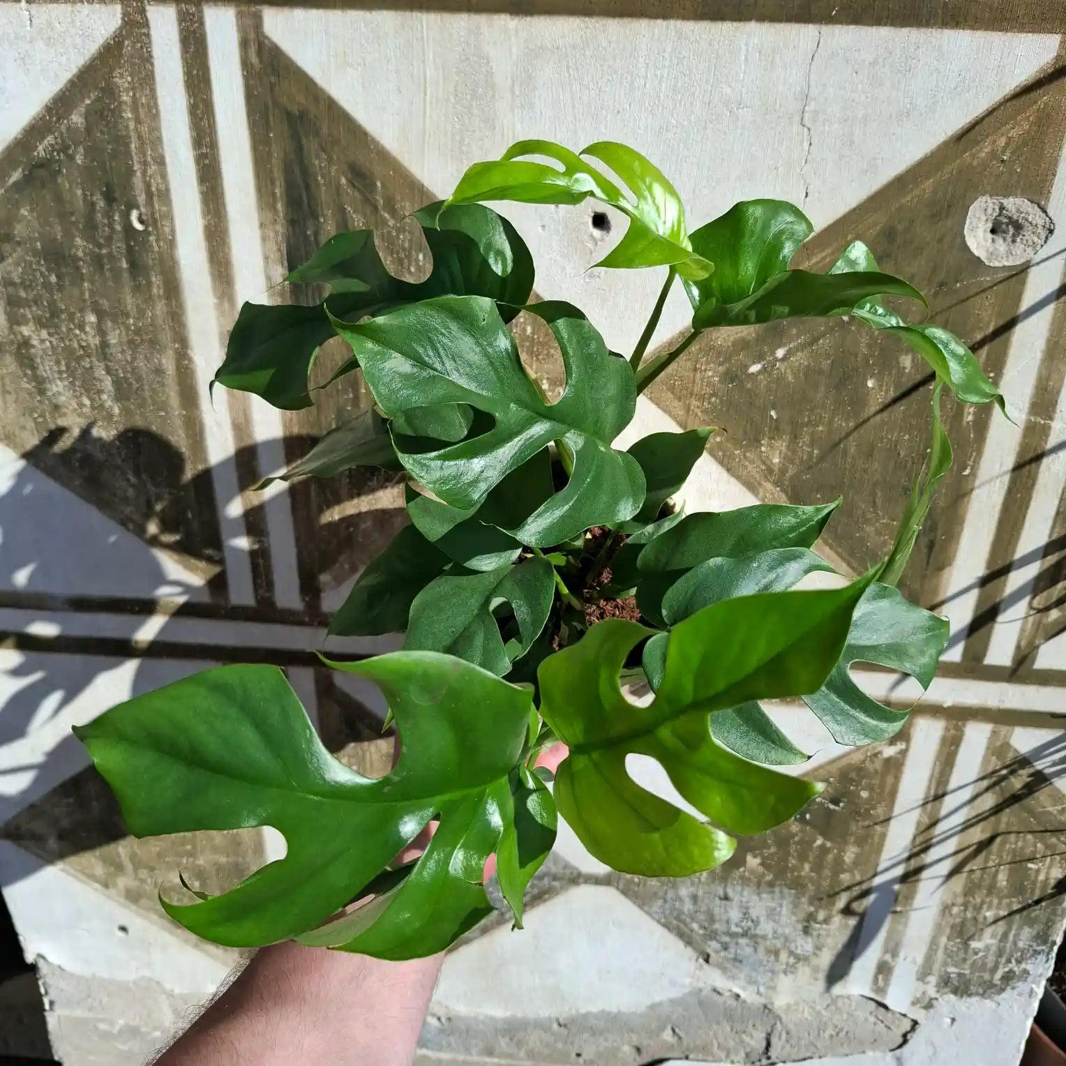 Rhaphidophora Tetrasperma
