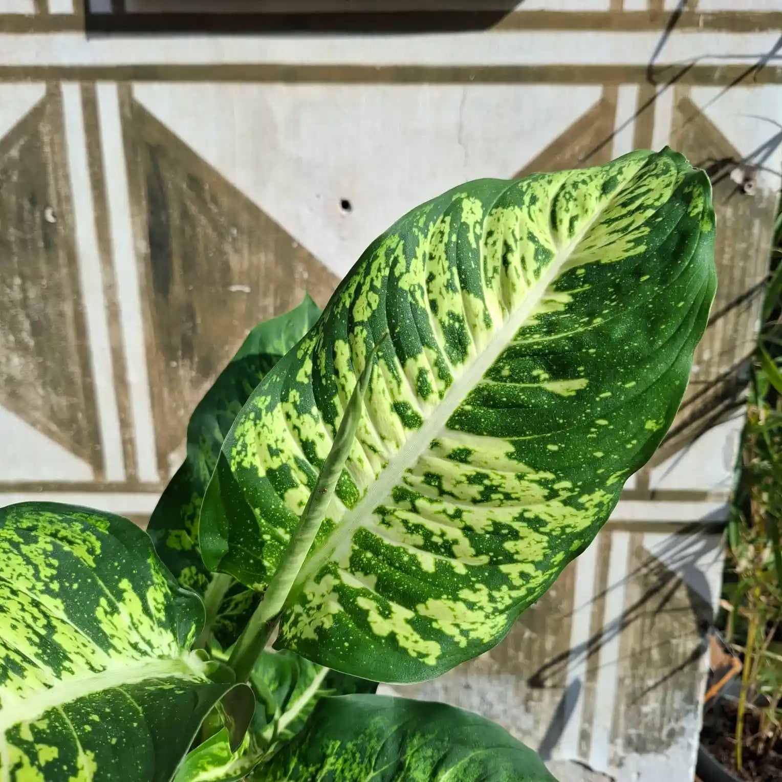 Dieffenbachia Mars