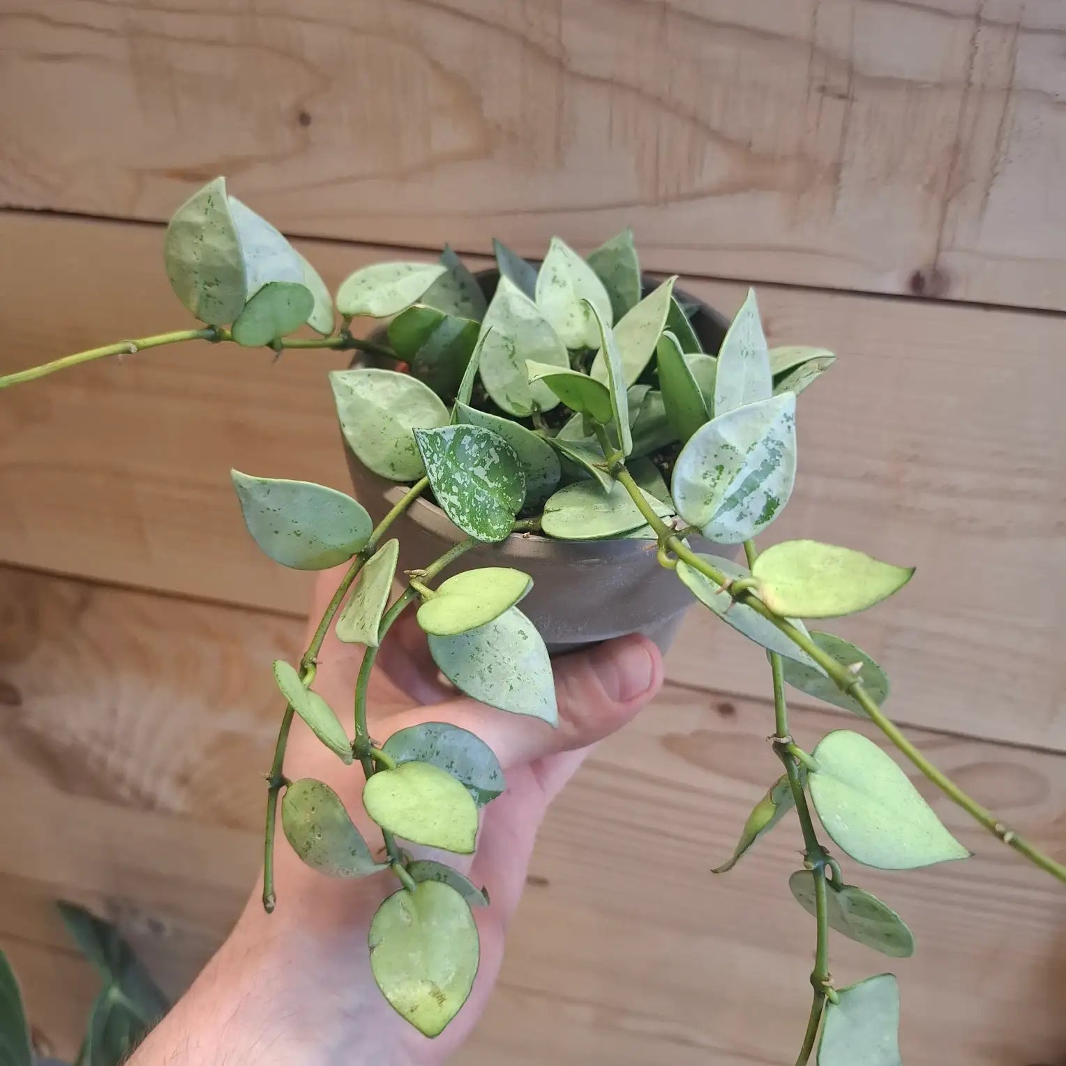 Hoya Krohniana "Eskimo"