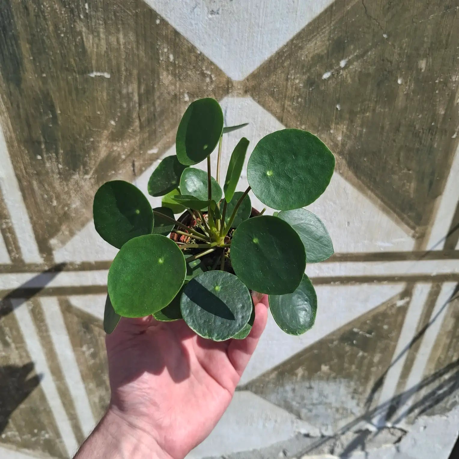 Baby Pilea Peperomioides