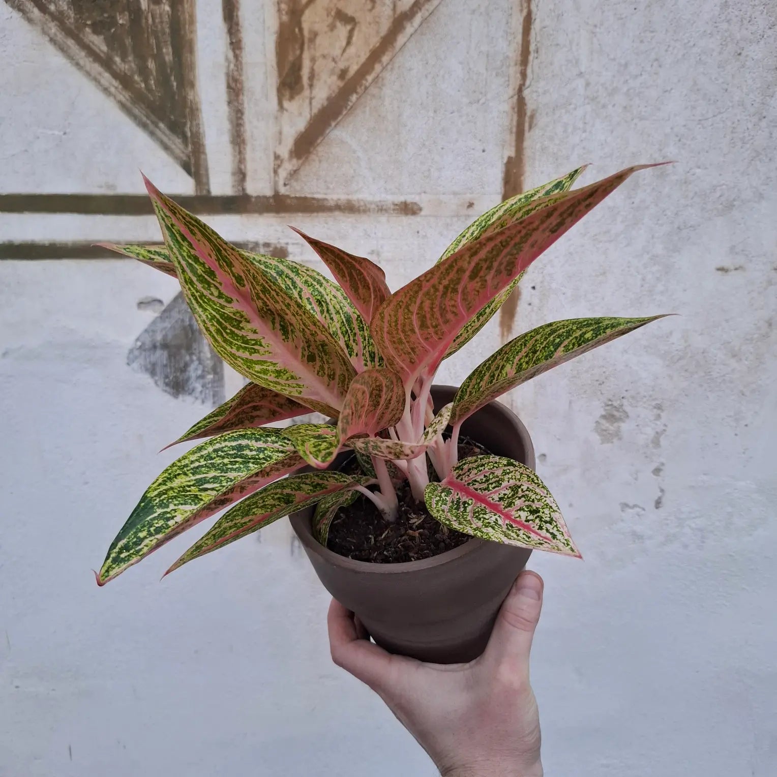Aglaonema Legacy Pink