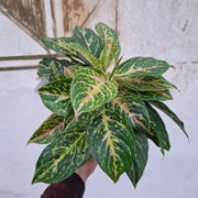 Aglaonema Pistachio Pink