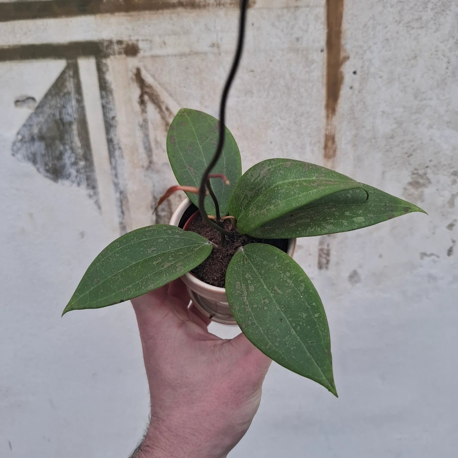 Baby Hoya verticillata ‘Wibergiae’