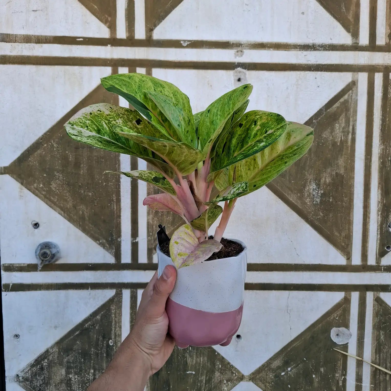 Aglaonema Apple Fantasy