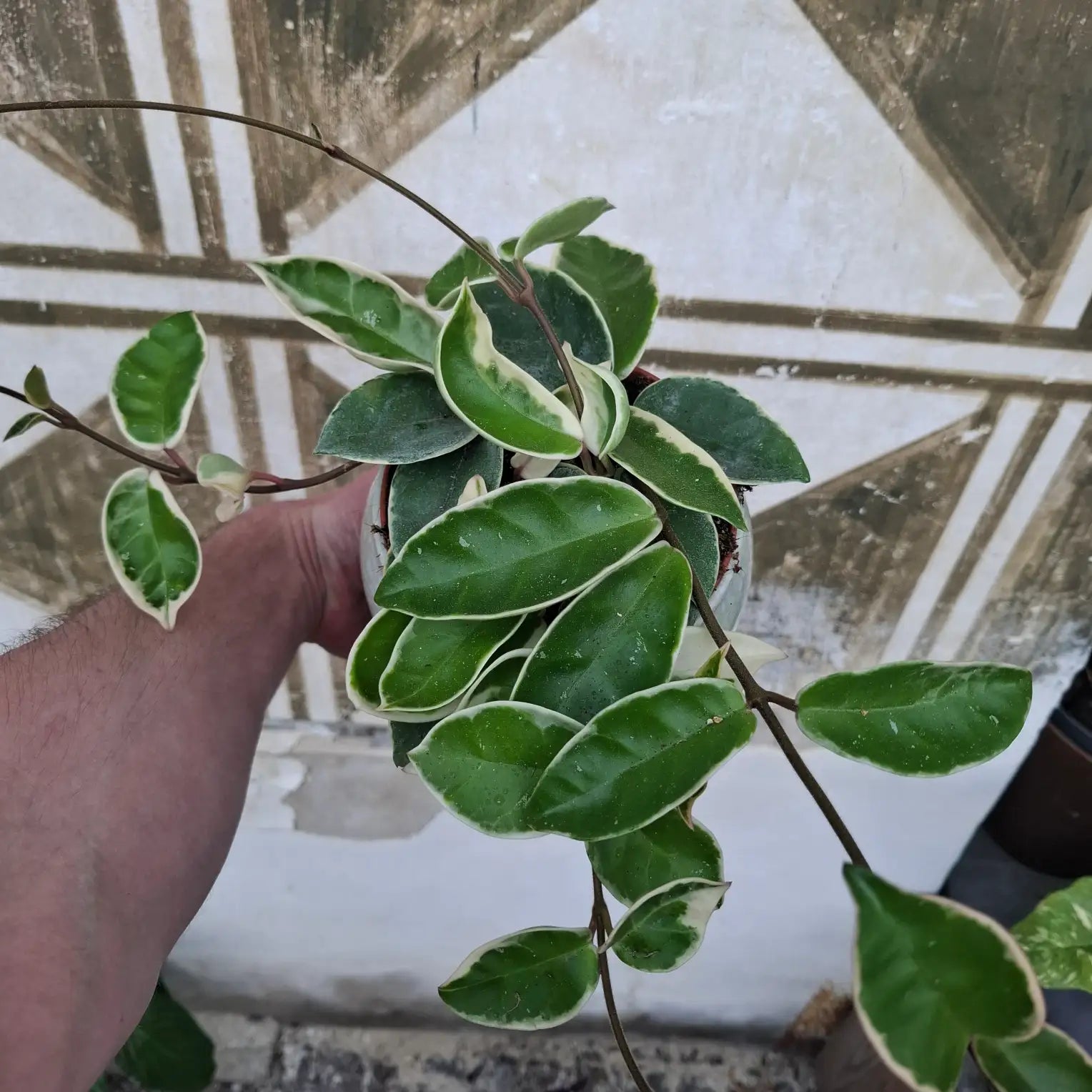 Hoya Crimson Queen