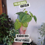 Philodendron Vratislav
