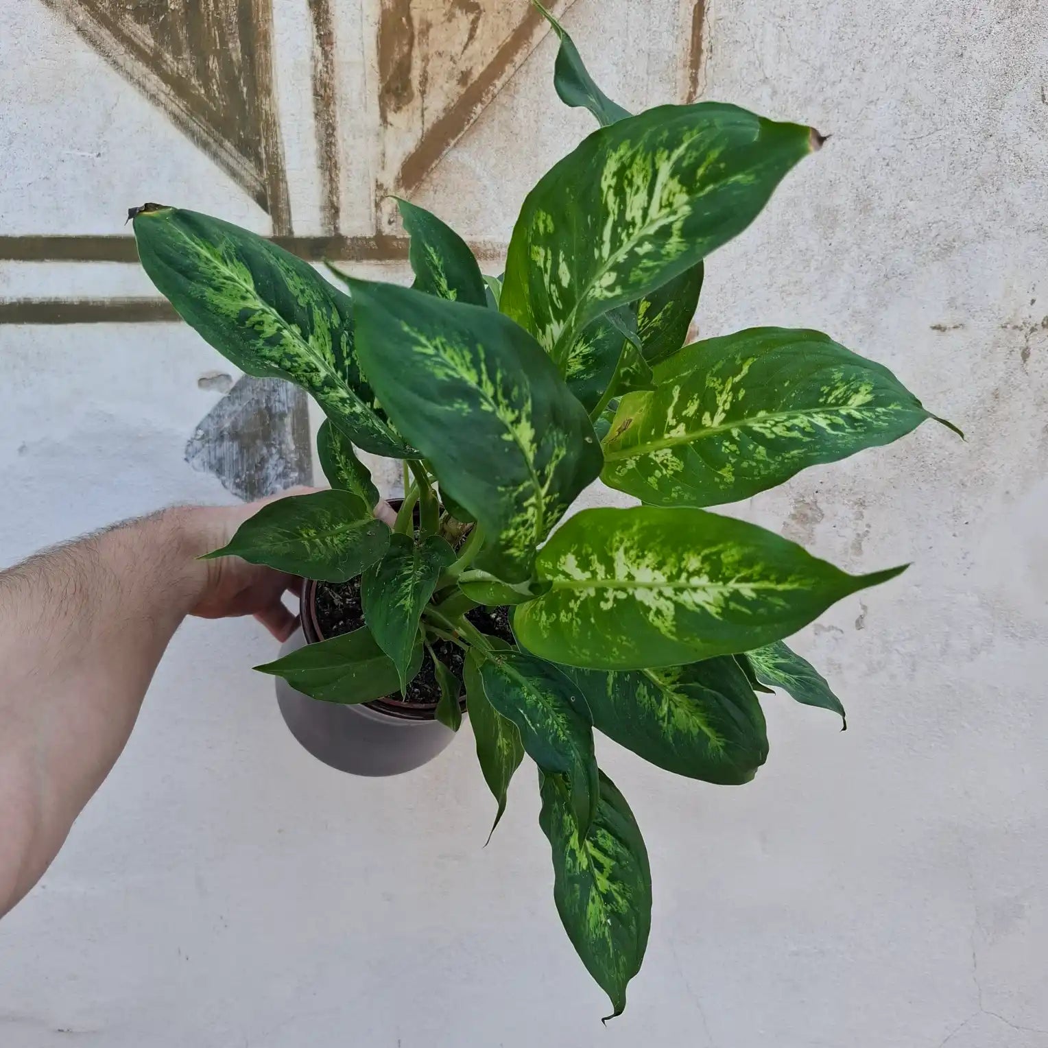 Dieffenbachia Compacta