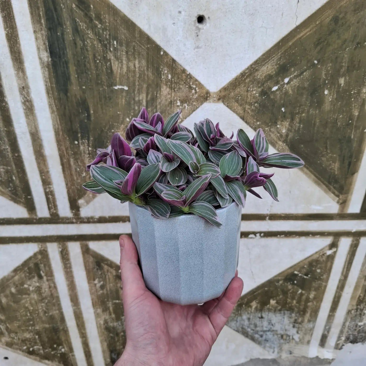 Tradescantia Sweetness