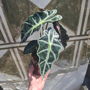 Alocasia amazonica "Polly"