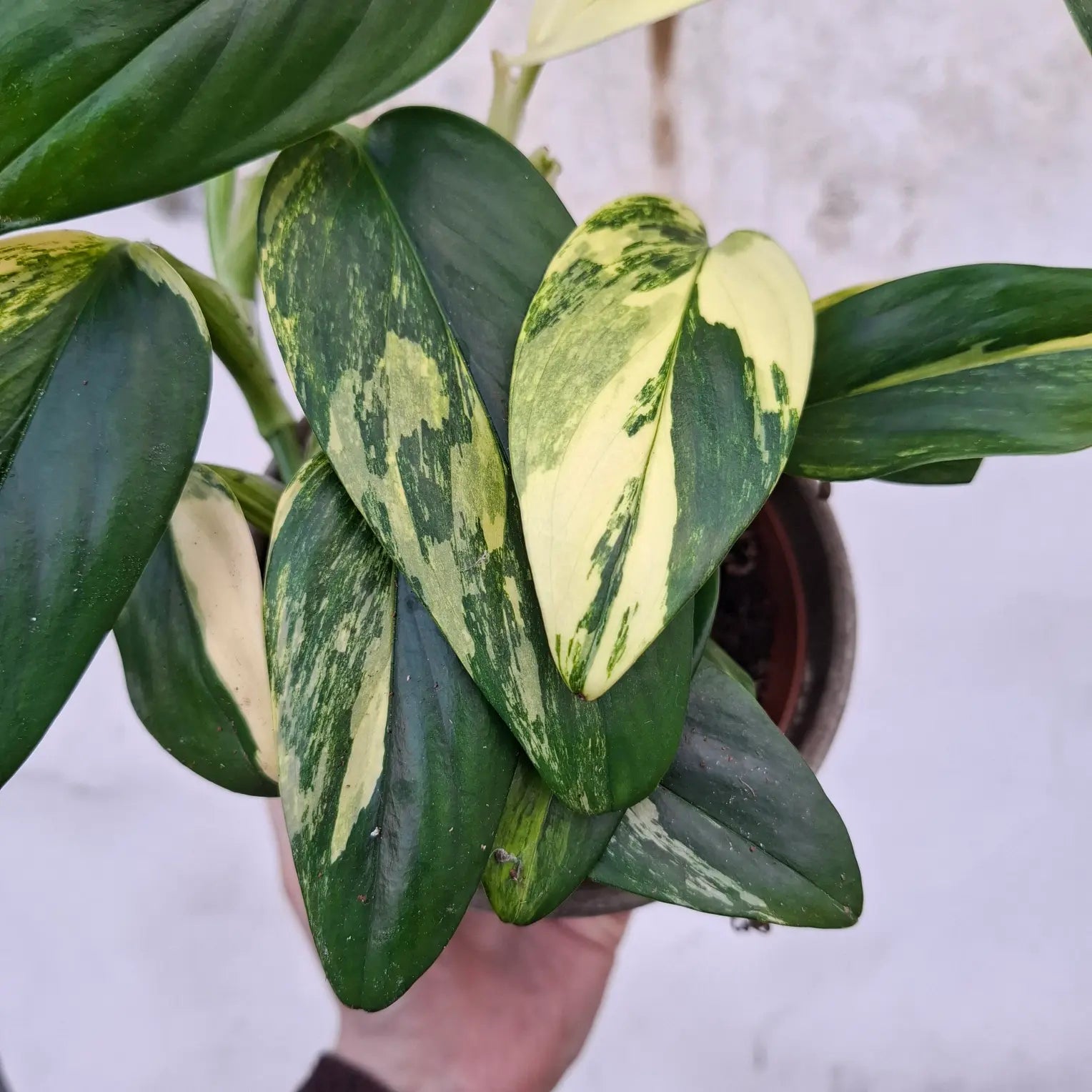 Monstera Standleyana Aurea (Konkrétny kus)