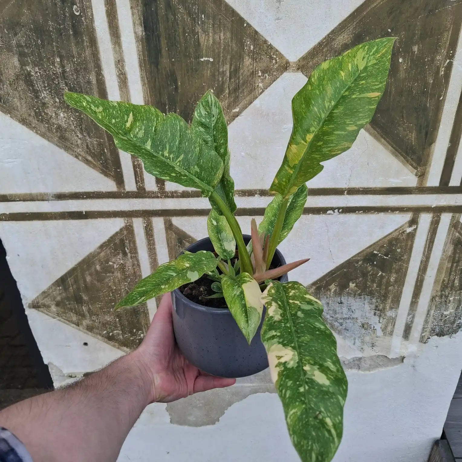 Philodendron Ring of Fire