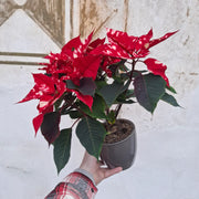 Euphorbia pulcherrima "Sky Star" (Vianočná ruža červenobiela)