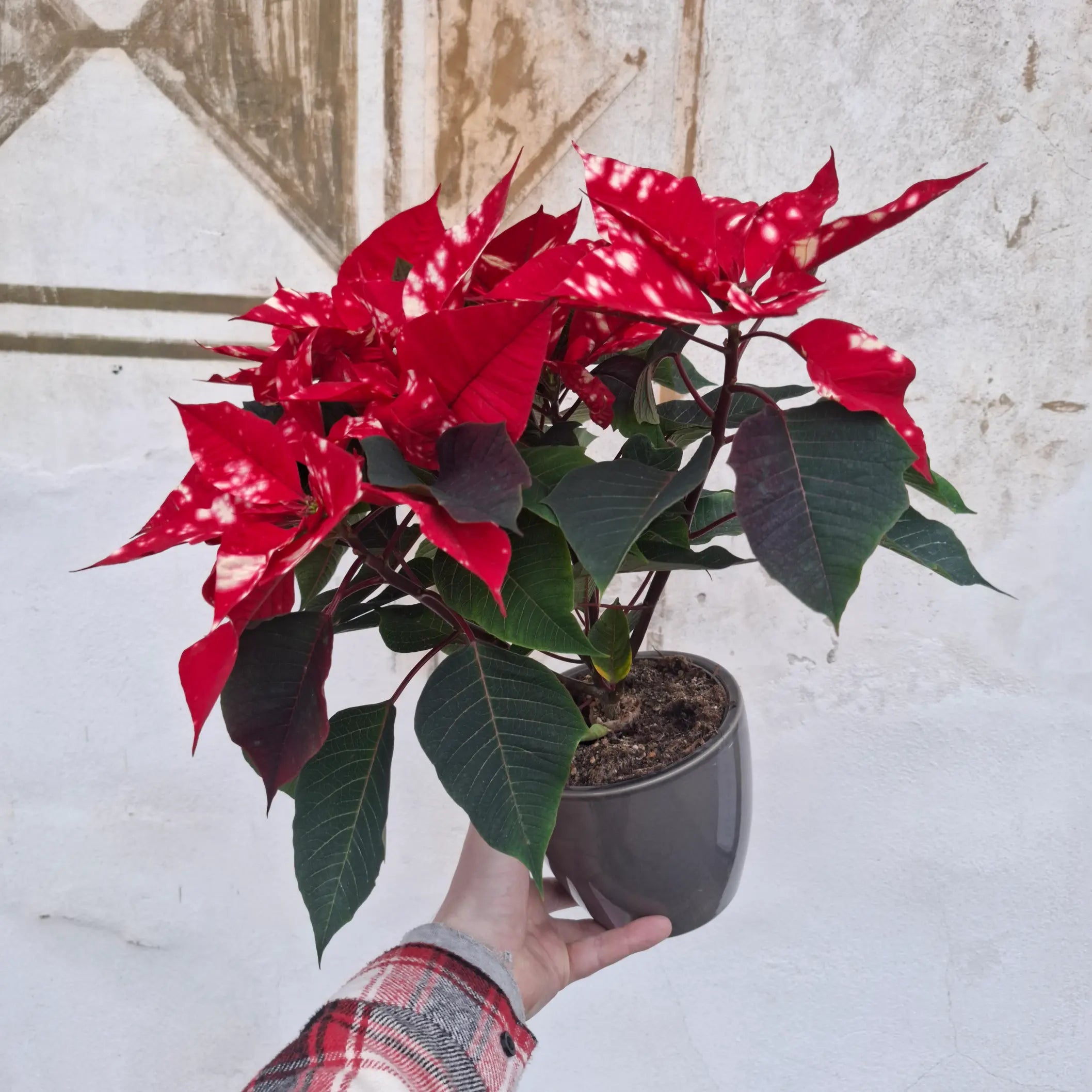 Euphorbia pulcherrima "Sky Star" (Vianočná ruža červenobiela)