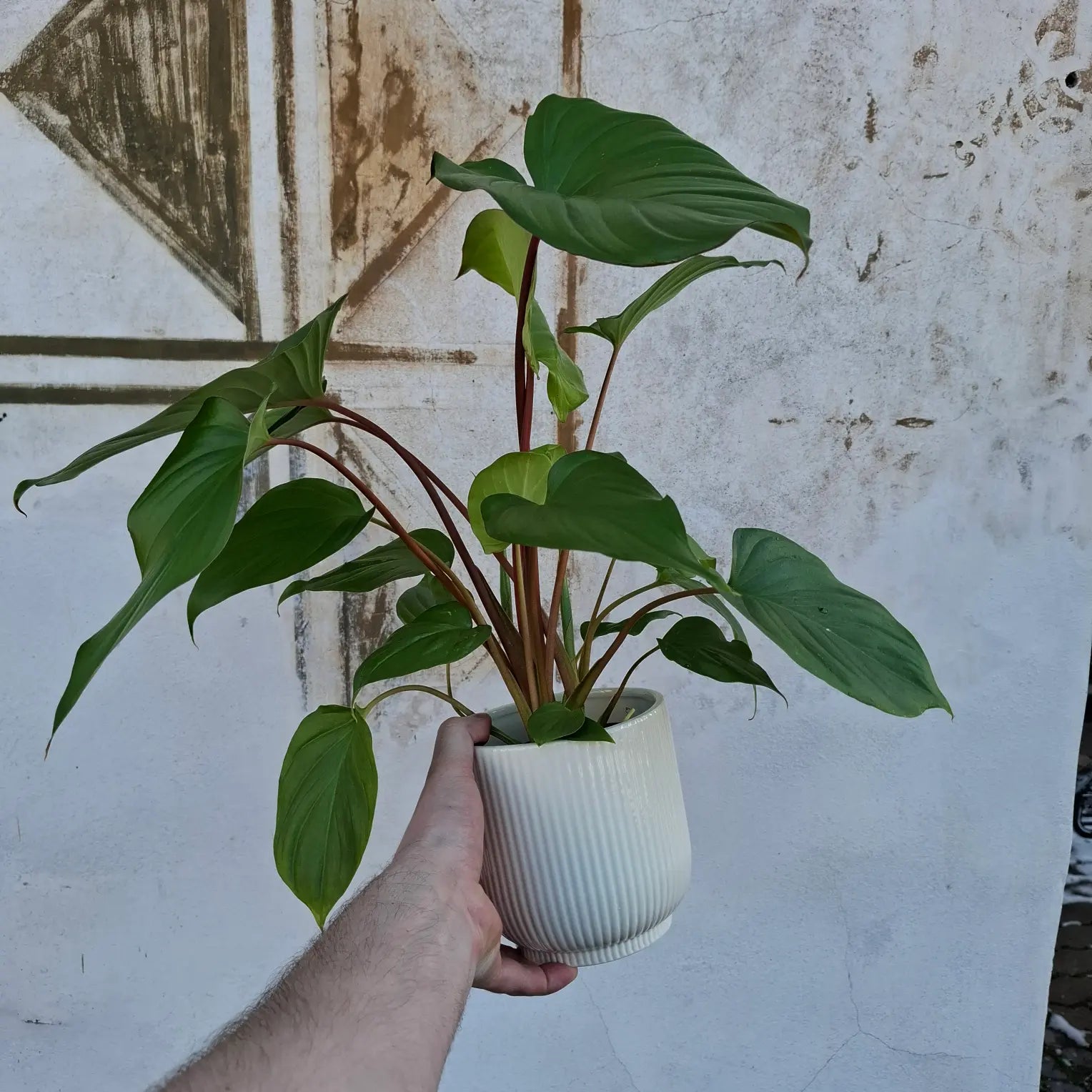 Homalomena rubescens 'Maggy'