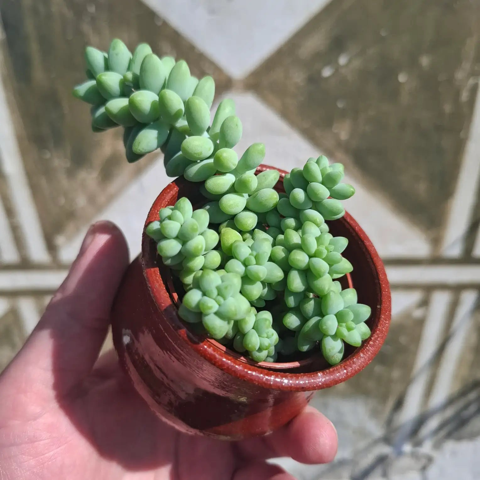 Sedum Burrito