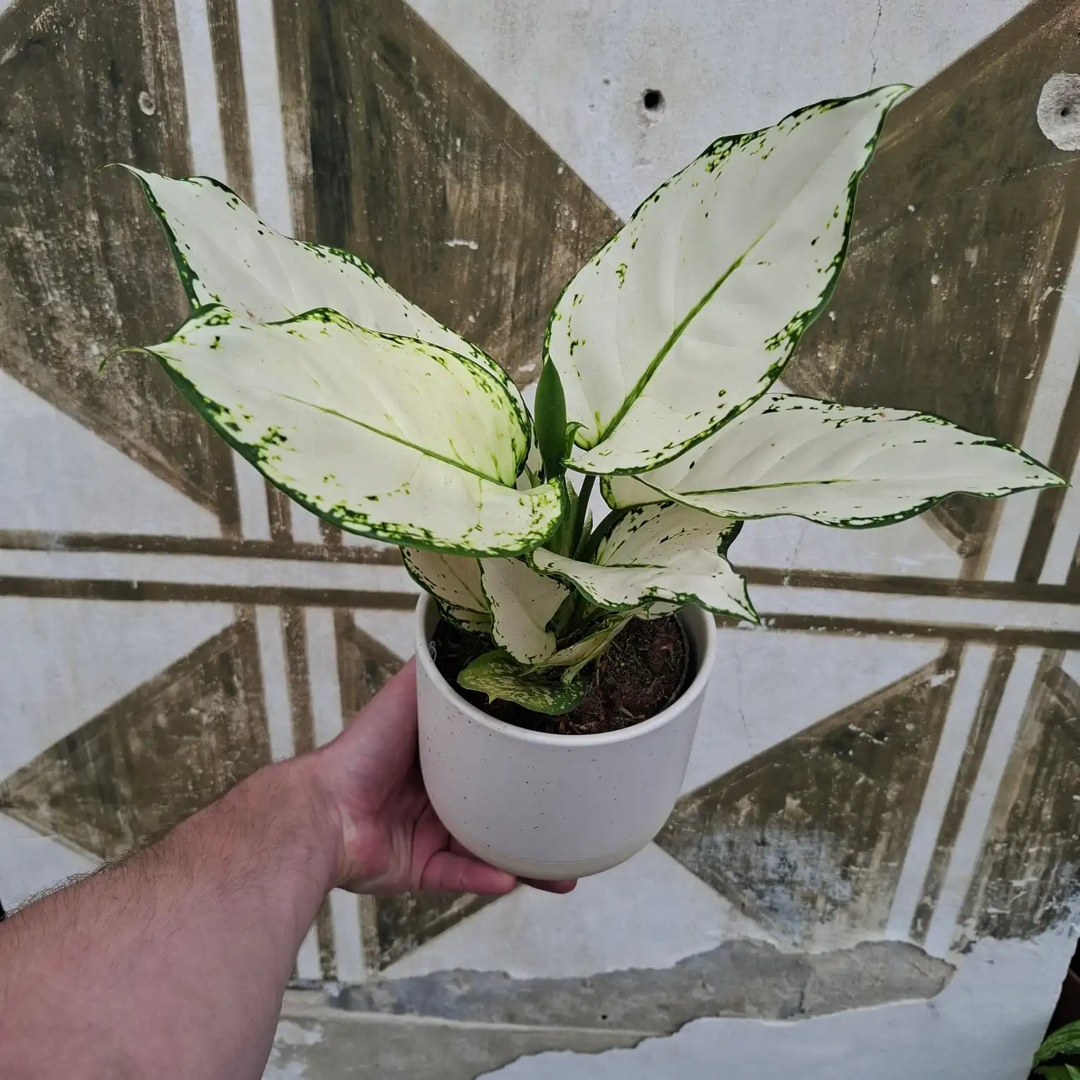 Aglaonema White Joy
