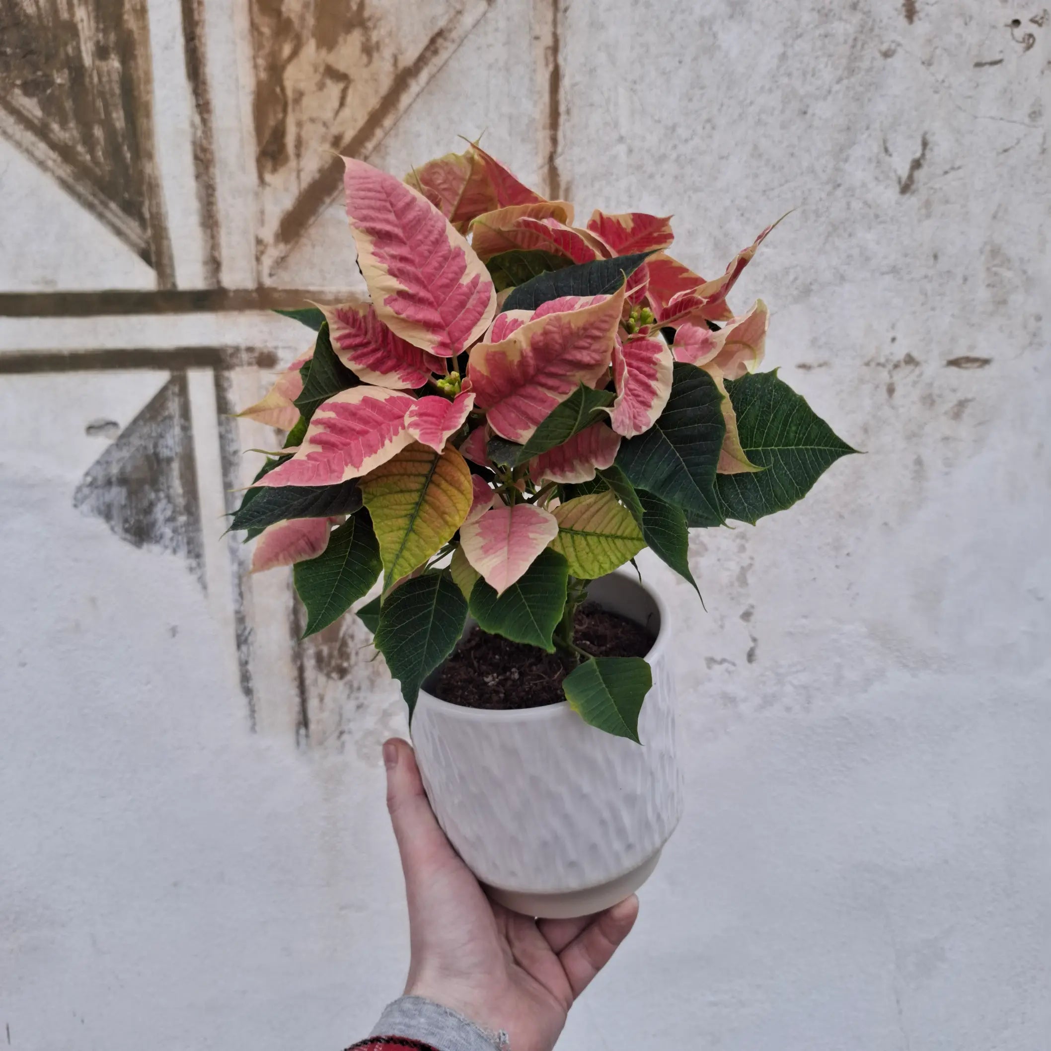 Poinsettia 'Beauty Marble' (Vianočná ruža)